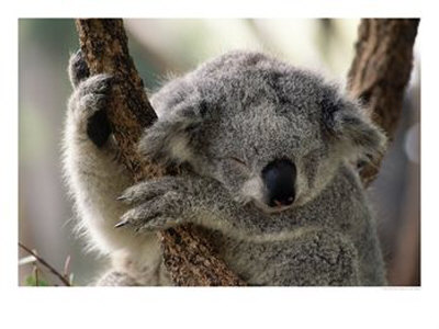 [Koala-Snoozing-Australia-Photographic-Print-C11852865.jpg]
