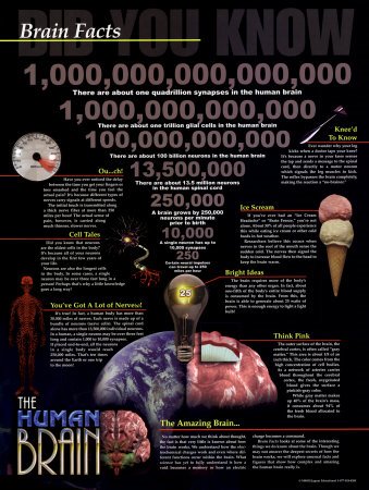 [03-PS04-4~Brain-Facts-Posters.jpg]