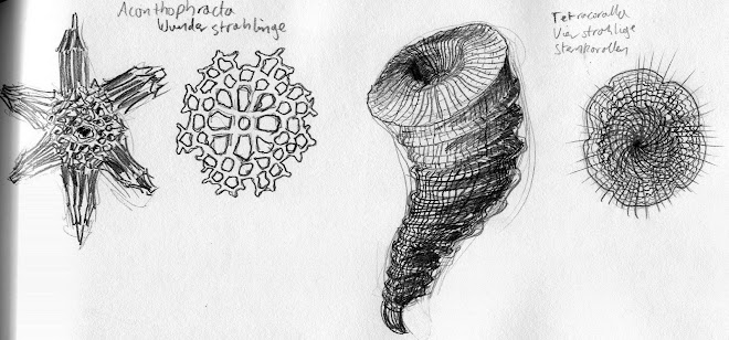 Ernst Haeckel - Acanthophracta Wunderstrahlinge and Tetracoralla Vierstrahlige Sternkorallen