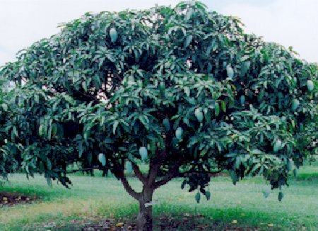 [mango+tree.jpg]