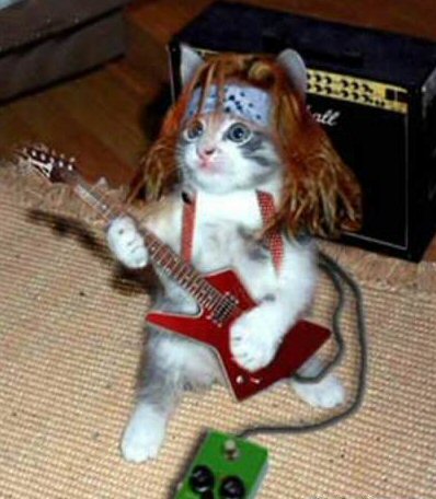 [rock_star_cat.jpg]