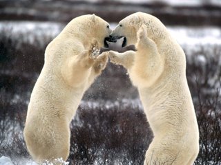 [Polar+Bear+Fight.jpg]