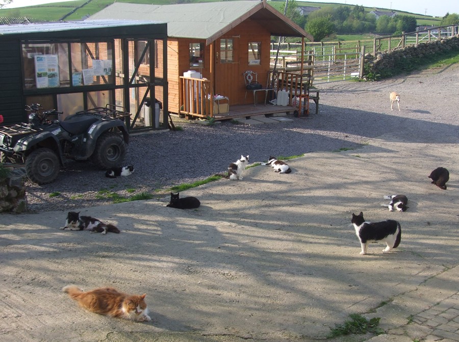 [cats+in+the+yard.jpg]