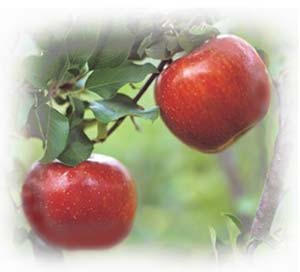 [orchard-apples.jpg]