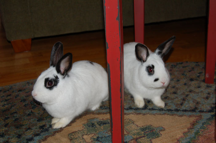 [bunnies+1.jpg]