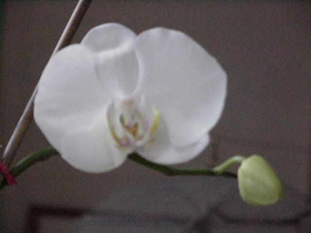 [whiteorchid.jpg]