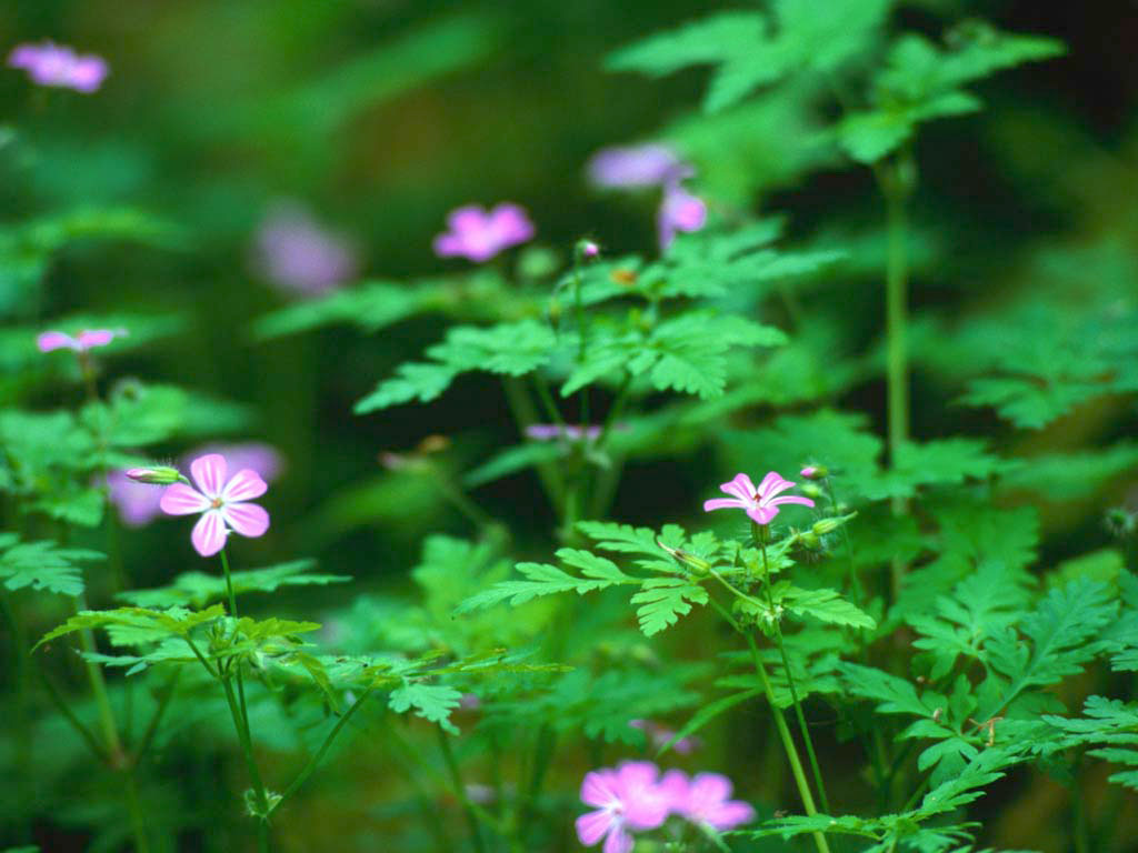 [Forest+Flowers.jpg]