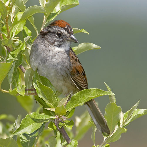 [swampsparrow.jpg]
