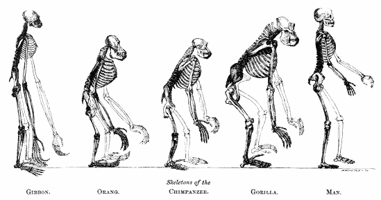 [darwin-evolution-skeletons.png]