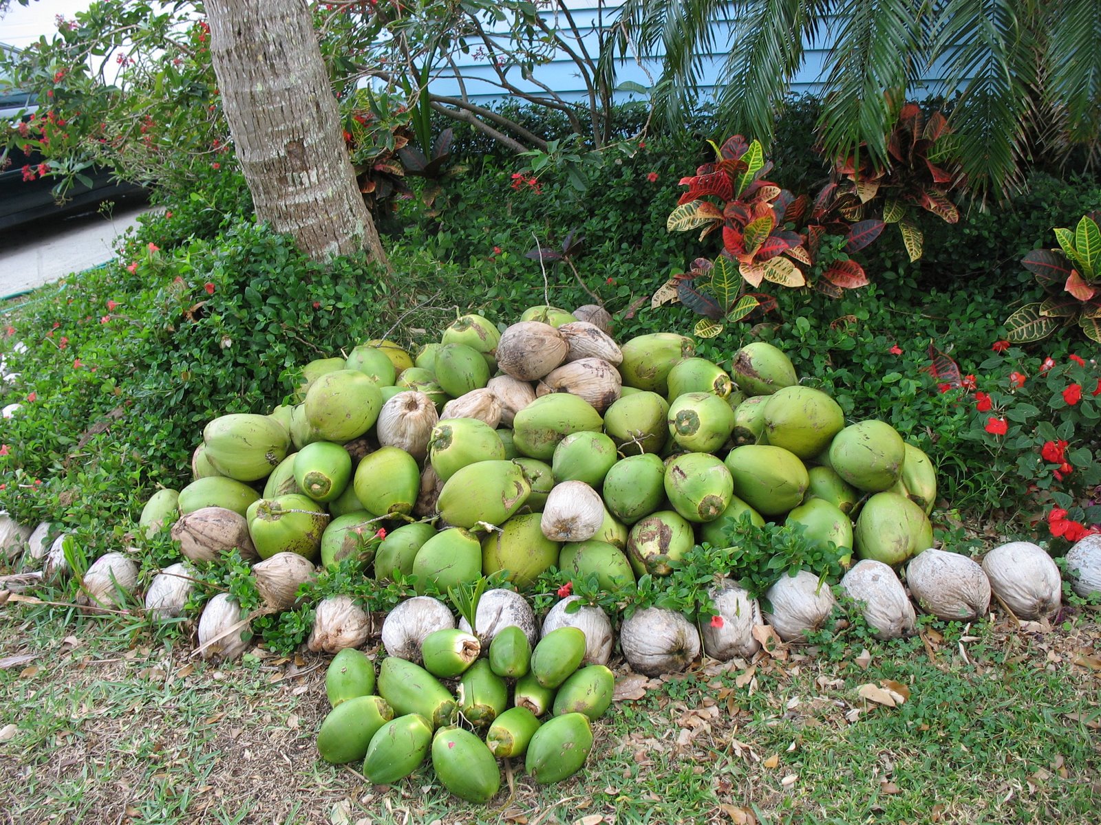 [growing+coconuts+031.jpg]