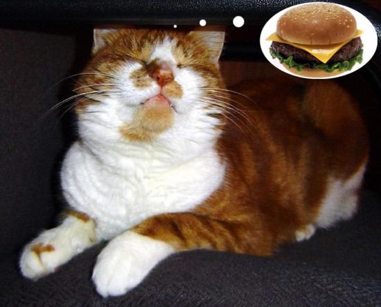 [cheeseburger+dreams.jpg]