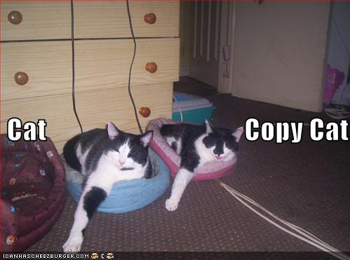 [copy+cat.jpg]