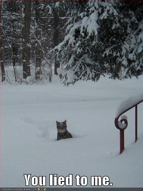 [angry-cat-snow.jpg]