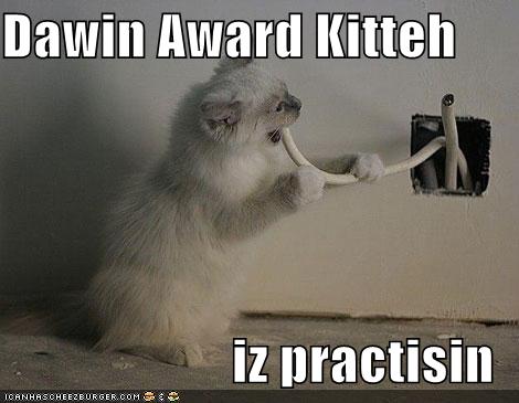 [darwin+award+kitty.jpg]