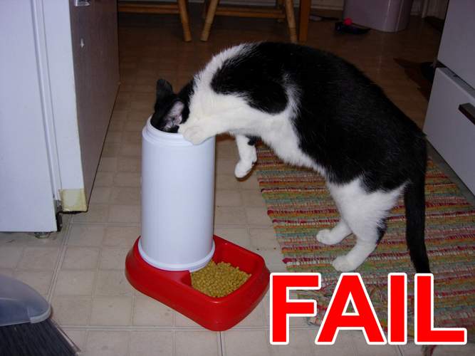 [Fail_cat_fud.jpg]