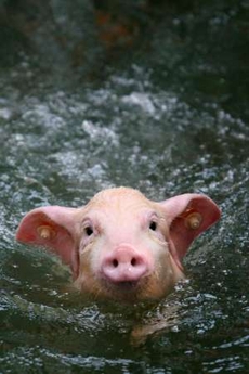 [PigSwimming.jpg]