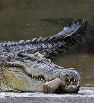 [CrocodileHand.jpg]