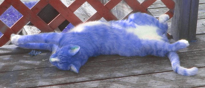 [kitty+blues.jpg]
