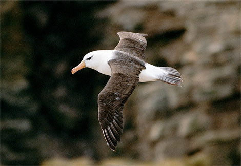 [black-browed-albatross.jpg]