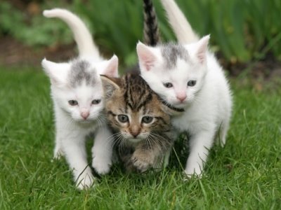 [Kittens5.jpg]