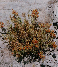 Calceolaria pisacomensis Meyen ex Walpers