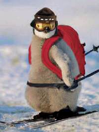 [penguin-skiing-antarctica.jpg]