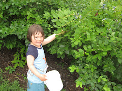 Picking Indiana Blueberries