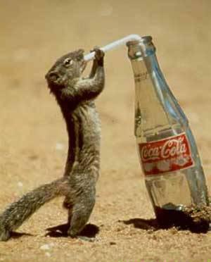 [thirsty-squirrel1.jpg]