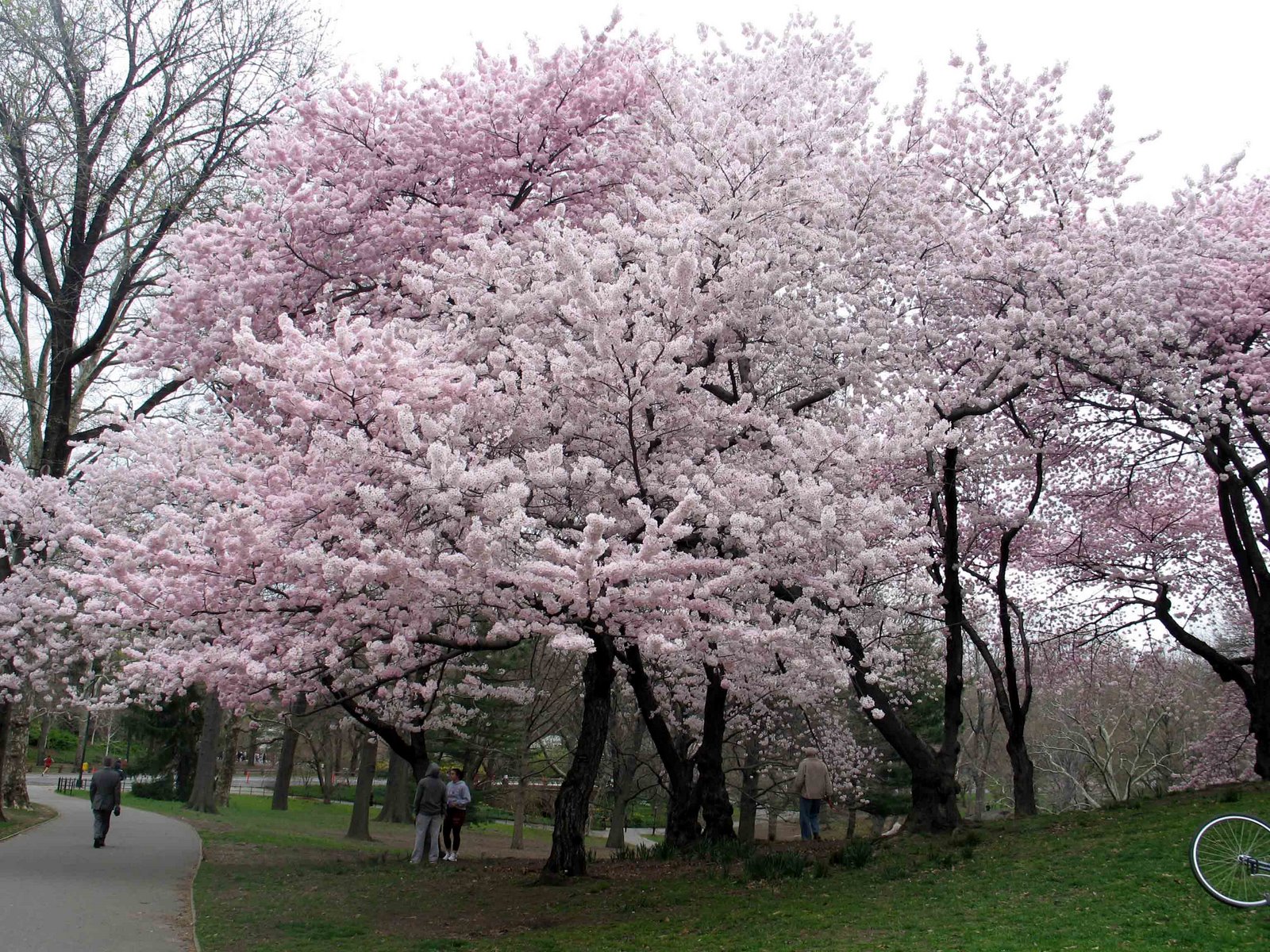 [Cherry+Blossom+Tree+In+CP.jpg]