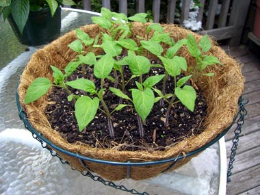 [tomato-hanging-planter-2.jpg]