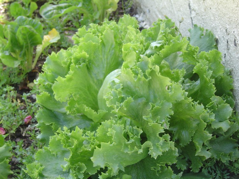 [lettuce01.JPG]