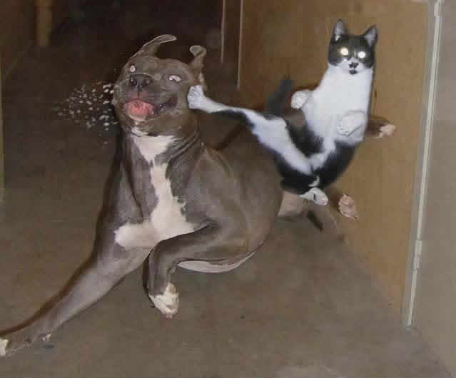 [cat_dog_fight.jpg]