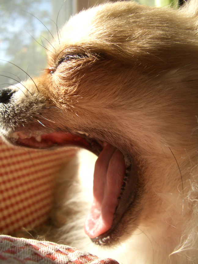 [yawn3.jpg]