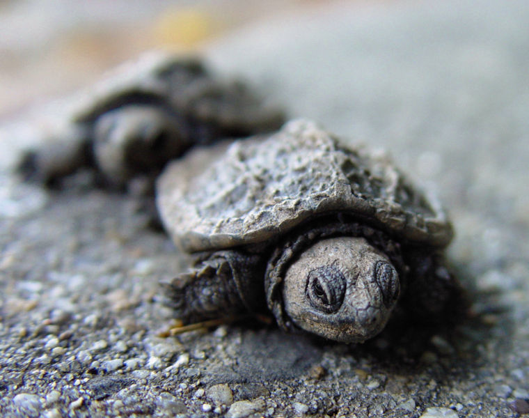 [760px-Clearly_Ambiguous_-_March_of_the_Baby_Turtles_(by).jpg]