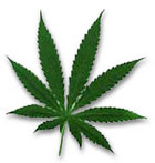 [marijuana_leaf.jpg]