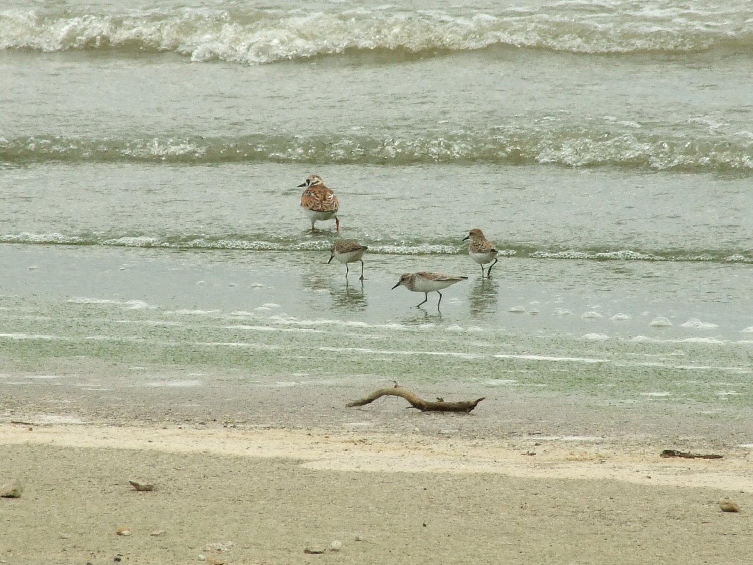 [Sandpipers+in+the+parking+lot+3~scaled.jpg]
