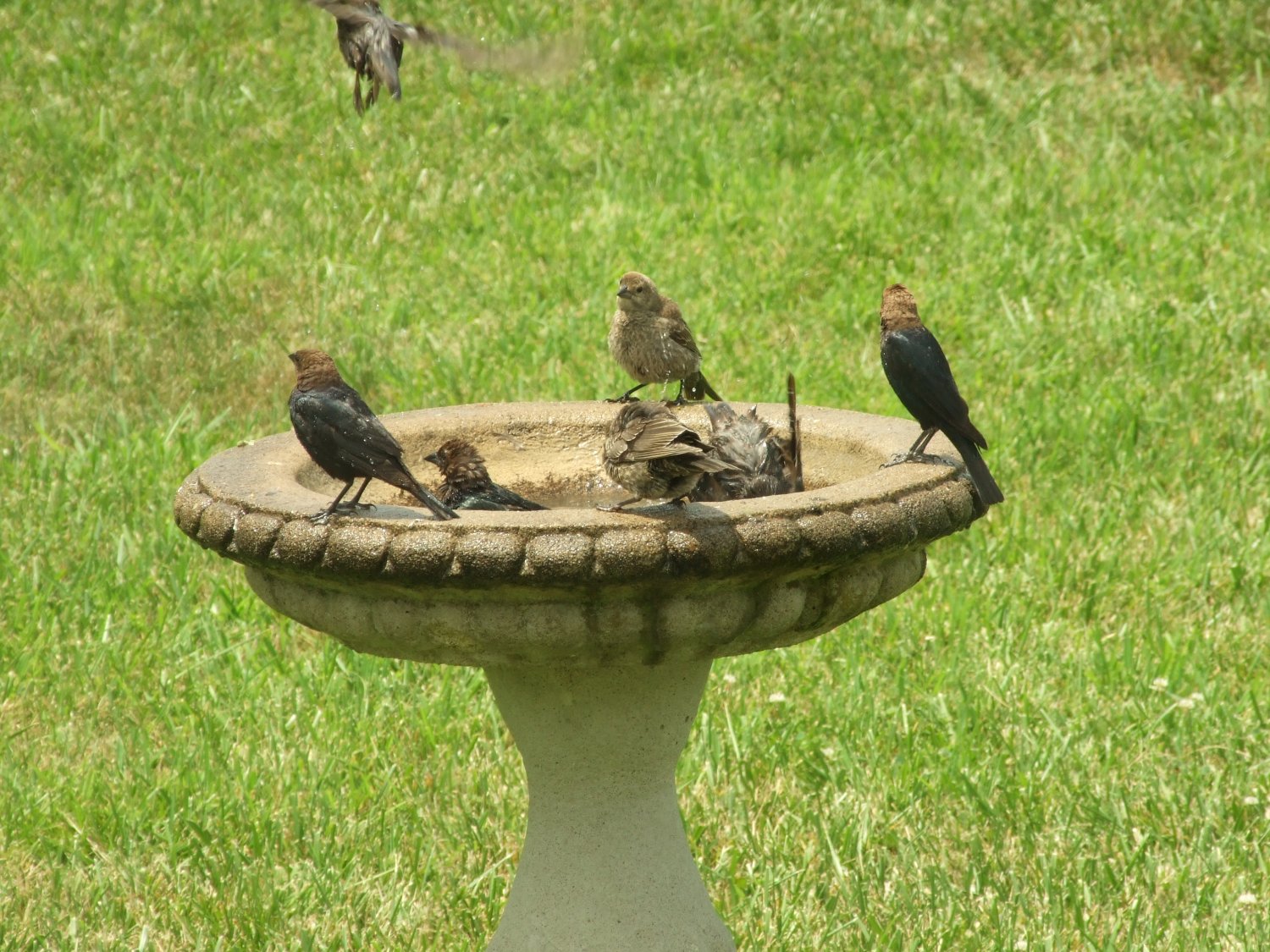 [Birds+at+the+bird+bath+~+scaled.jpg]