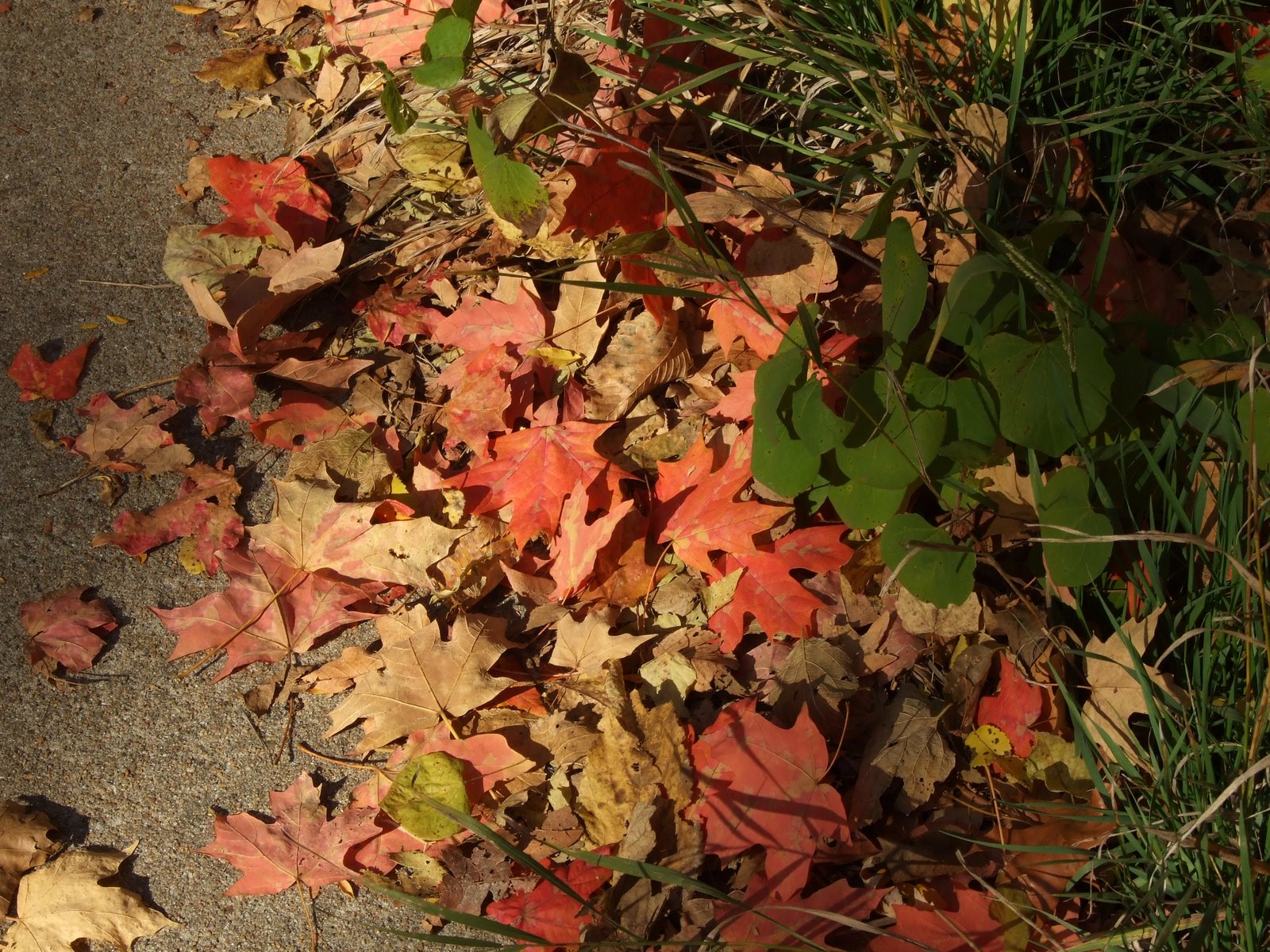 [Autumn+leaves+03.jpg]