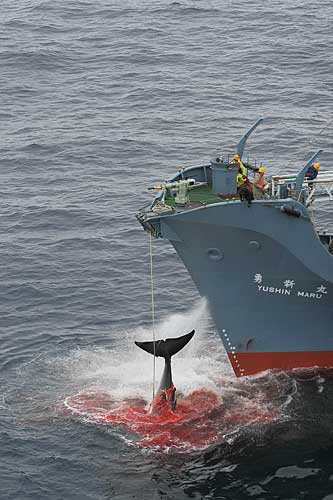 [whaling-500_2006greenpeace.jpg]