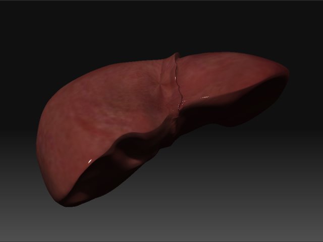 [healthy+liver.BMP]
