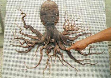 [octopus_w_96_tentacles_1.jpg]