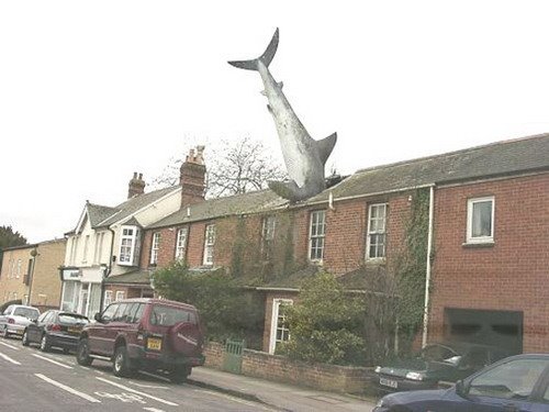 [shark-in-the-roof.jpg]