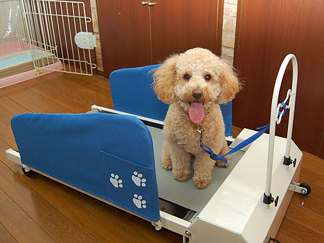 [doggy-treadmill.jpg]