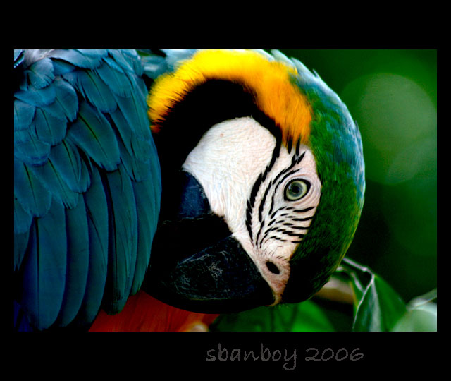 [Melaka+Zoo+Parrot.jpg]