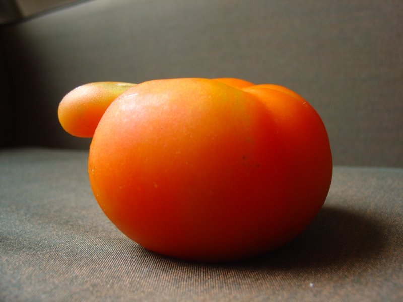 [Tomate+(3).JPG]