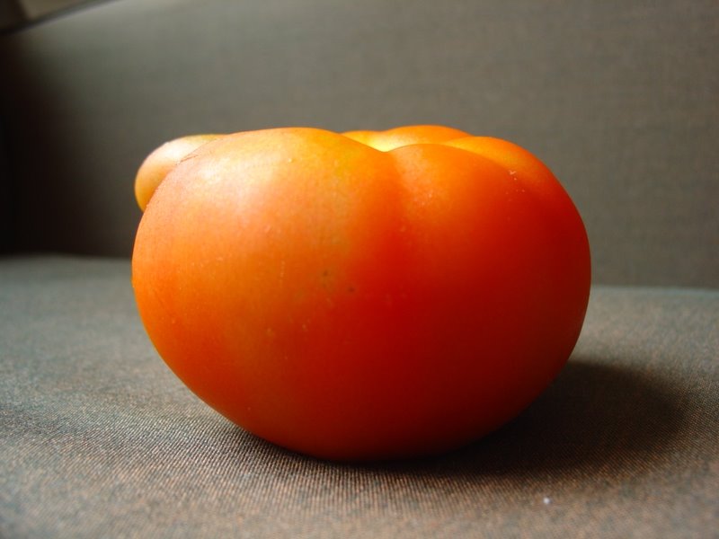 [Tomate+(2).JPG]
