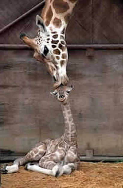 [giraffe-loving-mum.jpg]