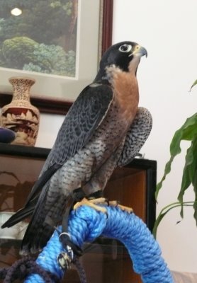 [falcon-photo.JPG]
