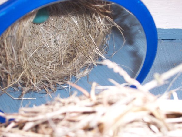 [Bird's+nest-egg.jpg]