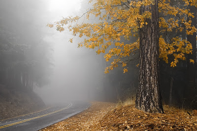 Yellow Leaves In Fog